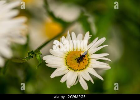 Larve di Ladybug che si trovano al centro del fiore bianco e giallo, larva bug su camomilla sangue fiore nel giardino con sfondo naturale sfocato Foto Stock