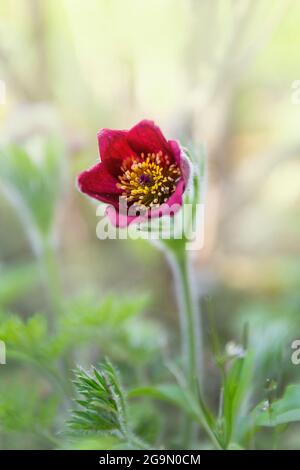 Pasque flower, Pulsatilla vulgaris 'Rubra' in primavera Foto Stock