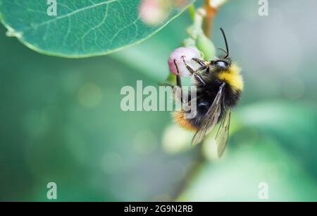 un'ape raccoglie nettare su un fiore. naturale sfondo erba naturale con sfocatura e bokeh Foto Stock