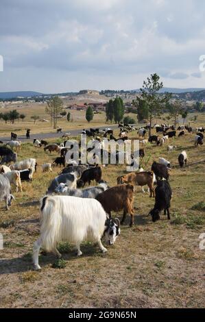 Gregge di capre in steppa turca dell'Anatolia centrale Foto Stock