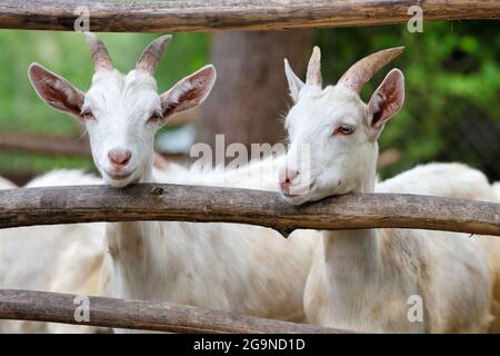 Giovani capre bianche in piedi in paddock di legno e guardando la macchina fotografica Foto Stock