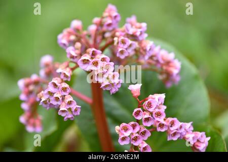 Fiori rosa di crassifolia di Bergenia nel giardino primaverile Foto Stock