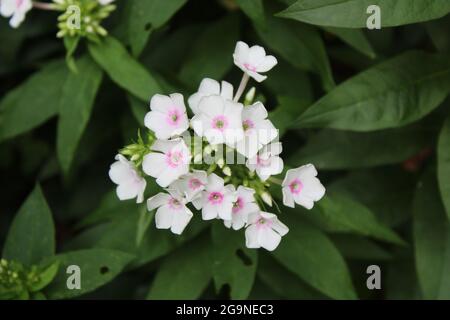 Un grappolo di falciatrici flox bianche con centri rosa Foto Stock