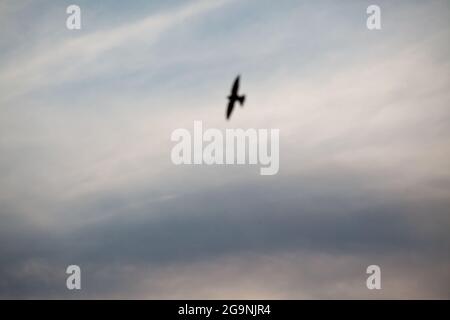 La Swift, Apus apus, in volo. Uccello silhouette nel cielo. Tempo nuvoloso. Caccia veloce insetti. Ali affilate. Foto Stock