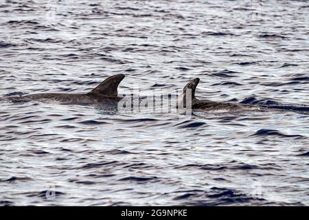 Risso Dolphin Grampus in Mar Ligure Mediterraneo Foto Stock