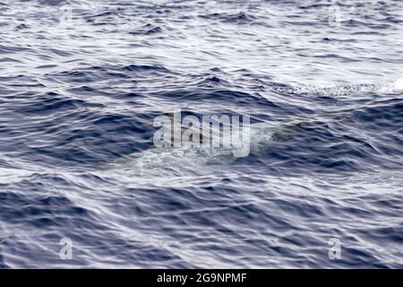 Risso Dolphin Grampus in Mar Ligure Mediterraneo Foto Stock