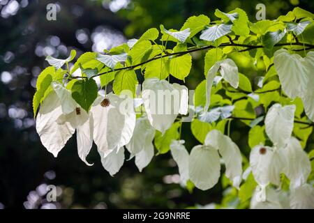 Avidia involucrata, fazzoletto d'animo, colomba Foto Stock