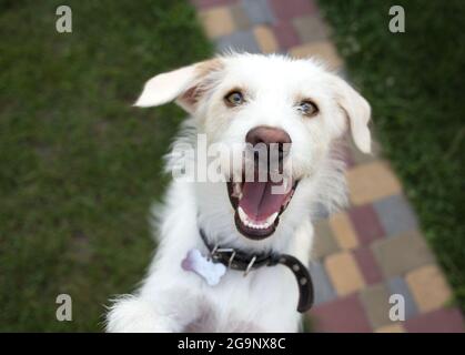 divertente primo piano ritratto di museruola di bianco felice allegro attivo sano giovane cane. Il cane sorride, rimbalzando. Fedele amico dell'uomo, animale preferito. Foto Stock