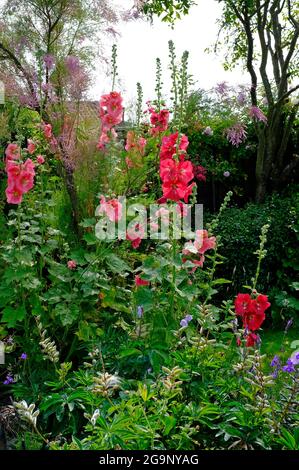 red hollyhocks in giardino inglese, norfolk, inghilterra Foto Stock