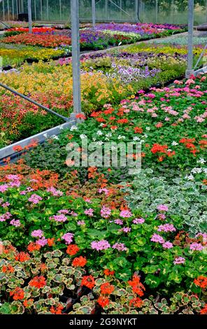 piante colorate che crescono nel centro del giardino del nursey, norfolk del nord, inghilterra Foto Stock