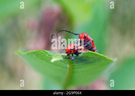 Coppia di Milkweed Bugs su Milkweed Leaf Foto Stock