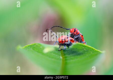 Coppia di Milkweed Bugs su Milkweed Leaf Foto Stock