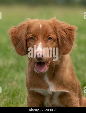 Nova Scotia Duck Tolling ritriever Puppy ritratto Foto Stock