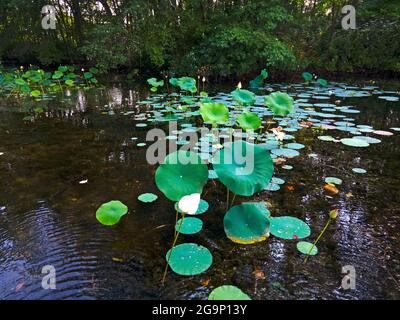 Acqua giglio pads e fiori di loto in abbondanza in una sezione ombreggiata di un East Brunswick, New Jersey, lago -06 Foto Stock