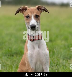 cucciolo di Bracco Foto Stock