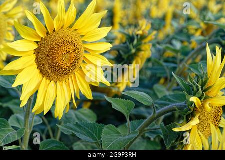 Chambley-Bussieres, Francia. 25 luglio 2021. Un campo di girasoli gialli, Helianthus annuus, nella campagna del dipartimento Meurthe-et-Moselle. Foto Stock