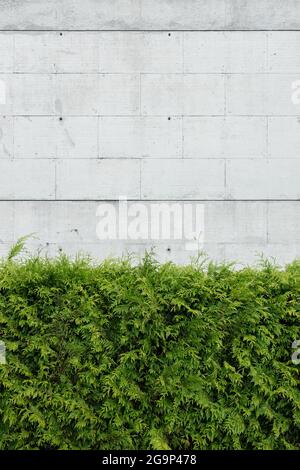 Piante di thuja verde contro muro di cemento vuoto. Architettura astratta di fondo. Spazio di copia Foto Stock