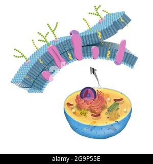 La membrana cellulare, detta anche membrana plasmatica, si trova in tutte le cellule e separa l'interno della cellula dall'ambiente esterno Foto Stock