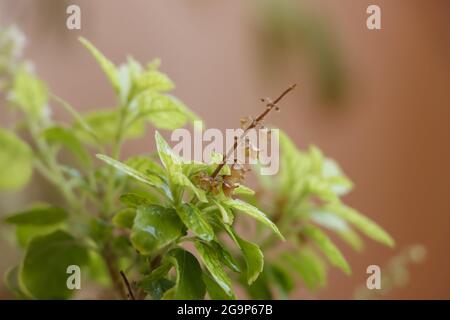 Ocimum Tenuiflorum chiamò anche Santo Basilio, Tulsi o Tulasi Foto Stock