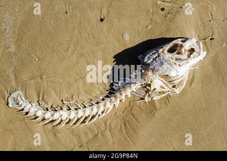 Pesce osso sulla sabbia a Pantano do sul Beach. Florianopolis, Santa Catarina, Brasile. Foto Stock