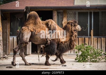 Cammello bactriano, Camelus bactrianus con due gobbe in uno zoo Foto Stock