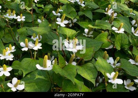 Piante di cordata fresche di Houttuynia in fiore bianco Foto Stock