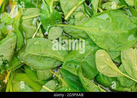 Foglie fresche di spinaci in acqua - Vista dall'alto. Cultura vegana e vegetariana. Cibo crudo, foglie verdi. Dieta sana Foto Stock