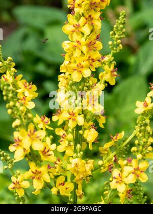 Mulleina nera o mulleina scura, Verbascum nigrum, pianta selvatica con fiori gialli che crescono in giardino, Paesi Bassi Foto Stock