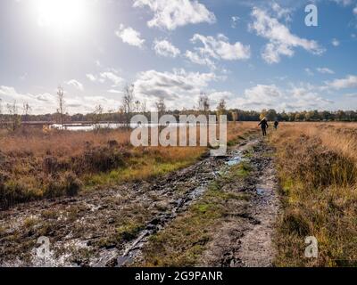 Persone che camminano nel fango, sentiero torbido nella torbiera del parco nazionale Dwingelderveld, Drenthe, Paesi Bassi Foto Stock