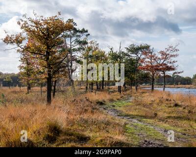 Sentiero e piscina d'acqua in brughiera del parco nazionale Dwingelderveld, Drenthe, Paesi Bassi Foto Stock