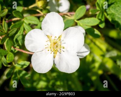 Arbusti di cinquefoil, Dasiphora frutticosa SYN Potentilla frutticosa Abbotswood, primo piano di fiore bianco con cinque petali in primavera, Paesi Bassi Foto Stock