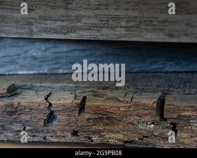 Quercia nera 5000 anni dal bacino di Fenland Foto Stock