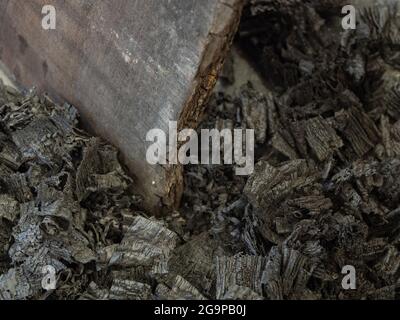 Quercia nera 5000 anni dal bacino di Fenland Foto Stock