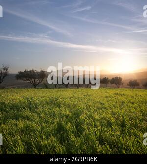 tramonto d'oro su campo agricolo con ulivi Foto Stock