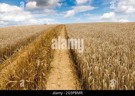 Roggenfeld kurz vor der Ernte Foto Stock