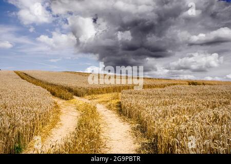 Roggenfeld kurz vor der Ernte und ein nahendes Gewitter Foto Stock