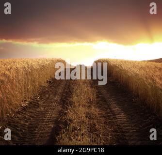 tracce di pneumatici sul percorso attraverso il campo di grano al tramonto Foto Stock