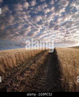 le tracce di pneumatici lungo il percorso attraverso il campo di grano al tramonto sotto un cielo spettacolare Foto Stock