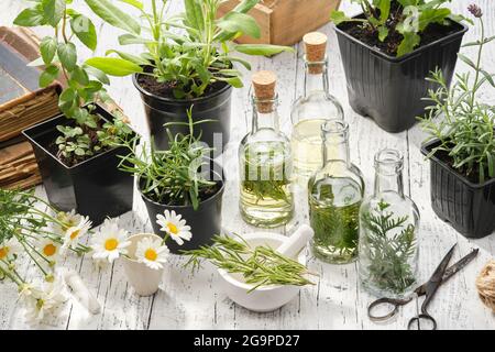 Facendo l'olio o l'infusione dalle piante medicinali sviluppate in casa. Bottiglie di olio essenziale o infusione di erbe medicinali, piante per la guarigione e la cottura. Foto Stock