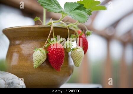 Fragole coltivate in casa che crescono in pentole in una serra Foto Stock