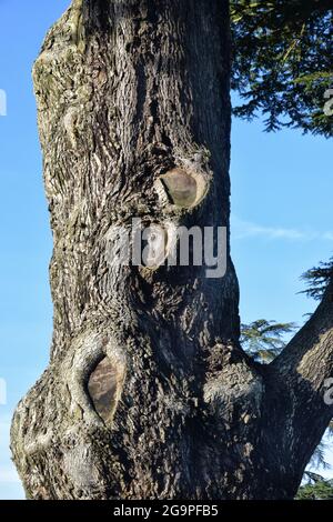 tronco di cedro del libano, cedrus libani Foto Stock