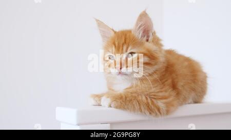 Ginger Kitten gioca su sfondo bianco isolato. Carino piccolo rosso gatto osserva. Carino animali domestici divertenti. Animale domestico. Foto Stock