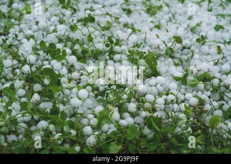 Grandi palle di grandine che coprono il prato verde dell'erba dopo la tempesta estrema del weaterh Foto Stock