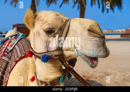 Ritratto di maturo bianco purebred amichevole arabo o somalo cammello dromedario, indossando gabbie decorative festive. Emirati Arabi Uniti Foto Stock