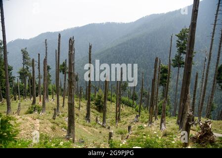 Vista generale degli alberi danneggiati a Bandipora. Gurez si trova lungo la LOC (linea di controllo) nella parte settentrionale del Kashmir. La Valle di Gurez fu la chiave della Via della Seta dall'Europa al Kashgar in Cina e patria della tribù dei Dard di lingua shina, ma non fu aperta al mondo fino al 2007. Prima del 2007, Gurez era aperto solo durante il periodo coloniale, quando i viaggiatori sono venuti per esplorare la valle. La linea di controllo ora attraversa la valle idilliaca, separando i dardi dai loro fratelli Indo-ariani a Gilgit, Chilas e Astore che si trovano in Pakistan. Foto Stock