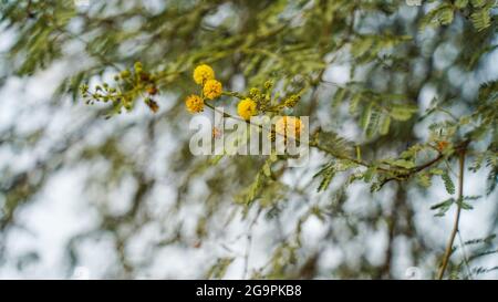 Farnesiana dell'acacia, e precedentemente Mimosa farnesiana, comunemente conosciuta come acacia dolce, huisache, o cespuglio dell'ago. Foto Stock