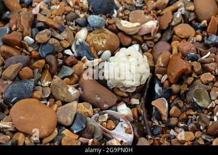 una cassa comune di uovo whelk con ciottoli sulla spiaggia Foto Stock