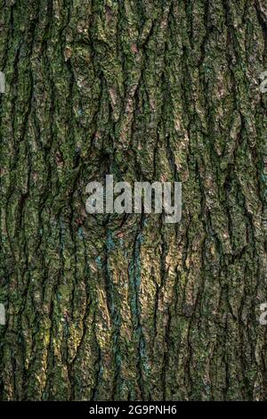 Corteccia del cedro dell'Atlante (Cedrus atlantica) Foto Stock