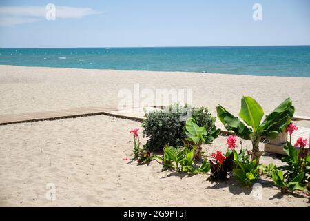 Piante sulla spiaggia di Carvajal, Fuengirola, provincia di Malaga, Andalusia, Spagna. Foto Stock