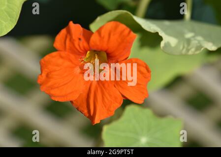 Primo piano di Nasturzio arancione (Tropaeolum majus) testa di fiore di fronte al sole contro il foliaggio verde offuscato e Trellis in Galles in estate